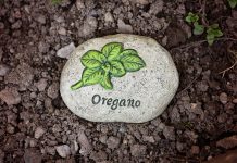 Beneficios del orégano que casi nadie conoce Beneficios del orégano que casi nadie conoce